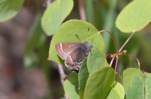 117 Hairstreak, Mountain Mahagony, 2007-06131595 Monarch Lake, CO